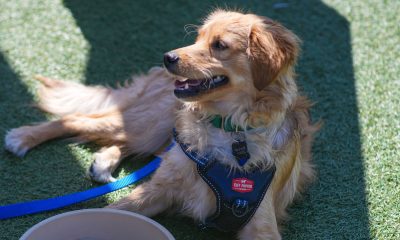 Fur the Love of Pets